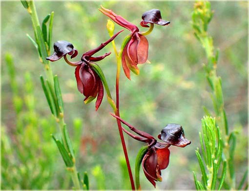 Orchidea Latająca kaczka