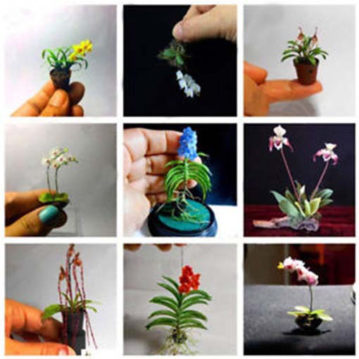 Orchidea mini liliowa, storczyk miniatura