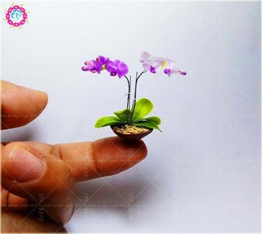 Orchidea mini liliowa, storczyk miniatura