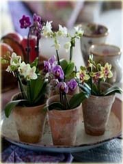 Orchidea mini liliowa, storczyk miniatura