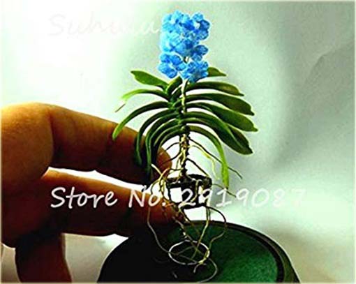 Orchidea mini niebieska, storczyk miniatura