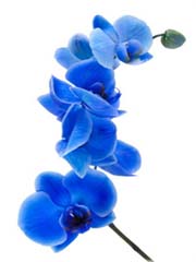 Orchidea mini niebieska, storczyk miniatura