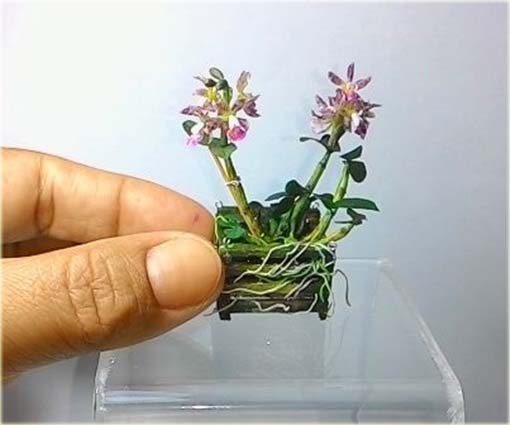Orchidea mini różowo-żółta, storczyk miniatura