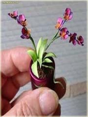 Orchidea mini różowo-żółta, storczyk miniatura