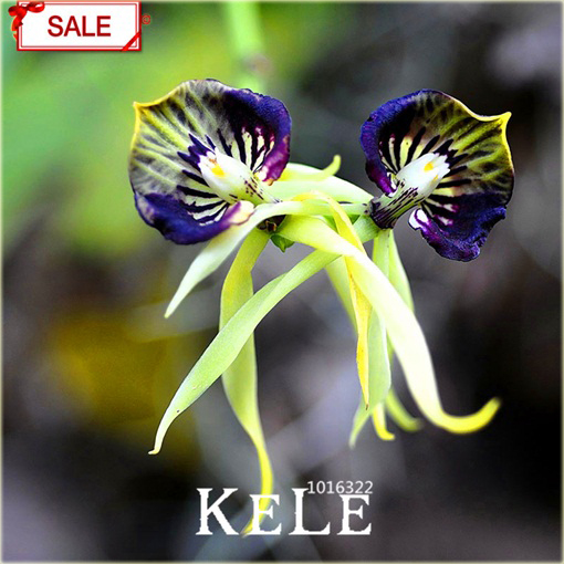 Orchidea Ośmiornica, storczyk rzadkie odmiany mix