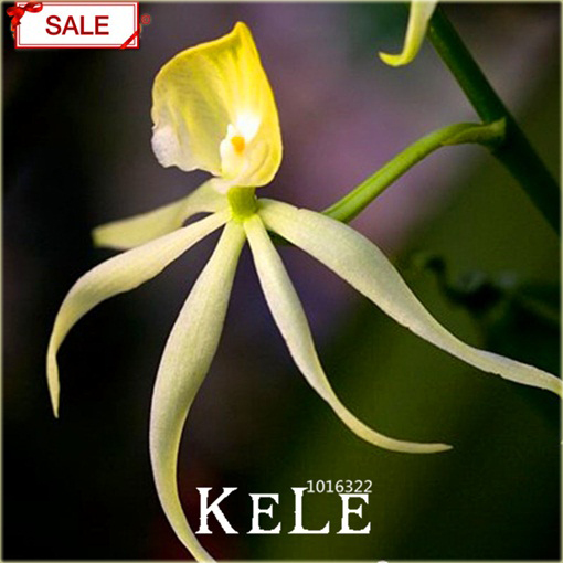 Orchidea Ośmiornica, storczyk rzadkie odmiany mix