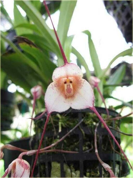 Orchidea Twarz Małpy