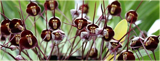 Orchidea Twarz Małpy