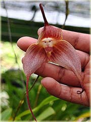 Orchidea Twarz Małpy
