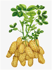 Orzacha podziemna, orzeszki ziemne, fistaszki, orzech arachidowy