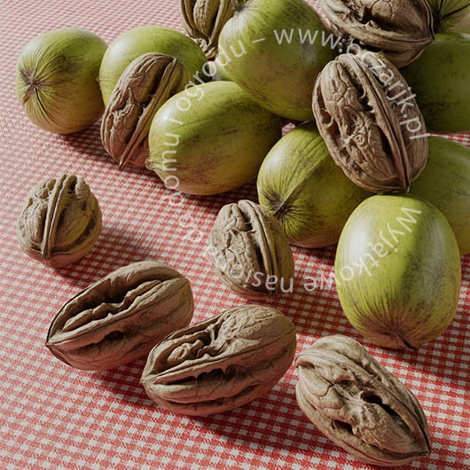 Nasiona Orzech ajlantolistny Juglans ailantifolia