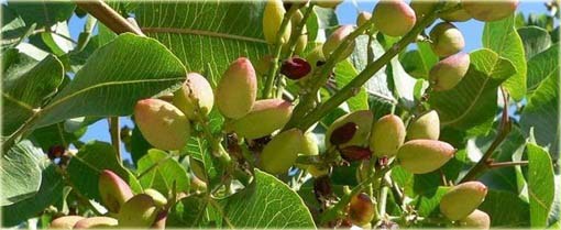 Orzech Pistacja pistacia jadalny