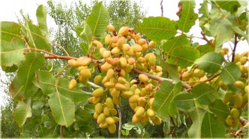 Orzech Pistacja pistacia jadalny