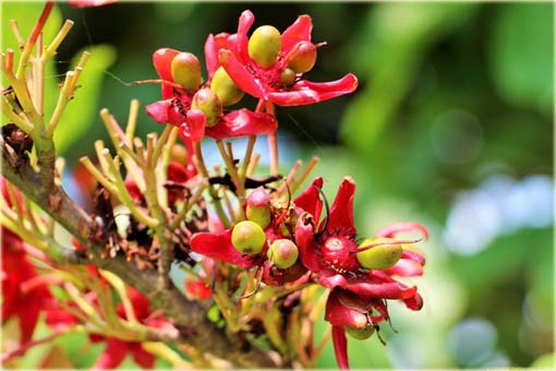 Orzech Pistacja pistacia jadalny