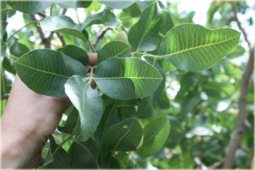 Orzech Pistacja pistacia jadalny