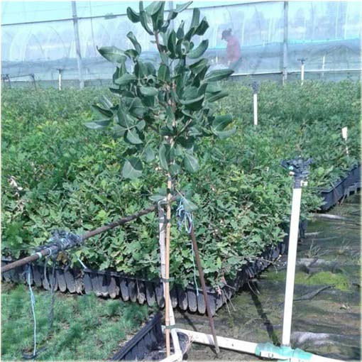 Orzech Pistacja pistacia jadalny