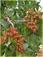 Orzech Pistacja pistacia jadalny