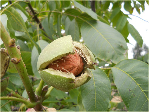 Orzech włoski duży owoc super smaczny