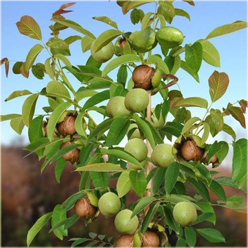 Orzech włoski duży owoc super smaczny