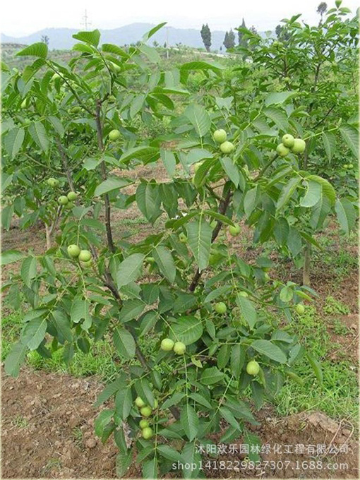 Orzech włoski duży owoc super smaczny