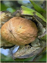 Orzech włoski duży owoc super smaczny