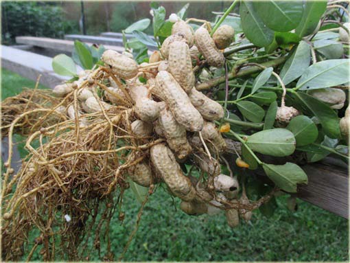 Orzechy ziemne czerwone