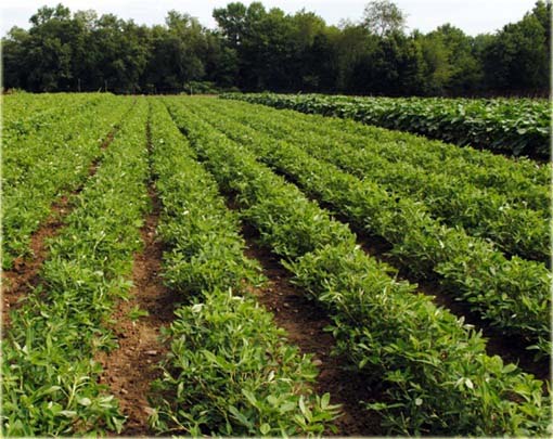 Orzechy ziemne czerwone