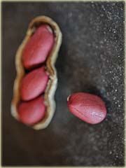 Orzechy ziemne czerwone