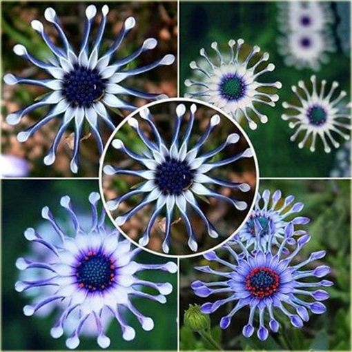 Gerbera  niebieska, afrykańska stokrotka