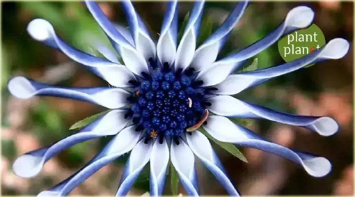 Gerbera  niebieska, afrykańska stokrotka