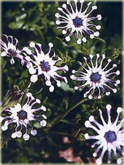 Gerbera  niebieska, afrykańska stokrotka
