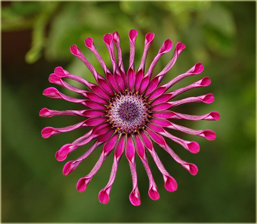 Gerbera  niebieska, afrykańska stokrotka