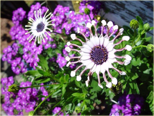 Gerbera  niebieska, afrykańska stokrotka