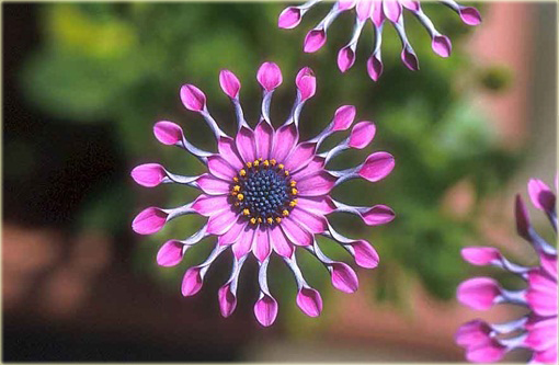 Gerbera  niebieska, afrykańska stokrotka