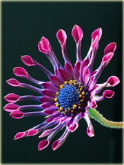 Gerbera  niebieska, afrykańska stokrotka
