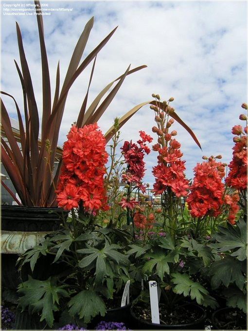 Ostróżka Królewska CZERWONA rzadka odmiana Delphinium consolida red