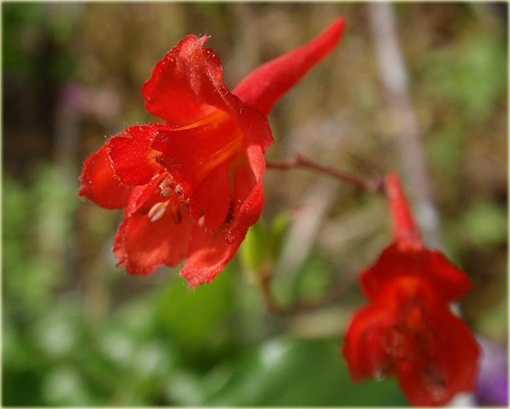 Ostróżka Królewska CZERWONA rzadka odmiana Delphinium consolida red