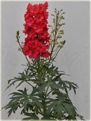 Ostróżka Królewska CZERWONA rzadka odmiana Delphinium consolida red
