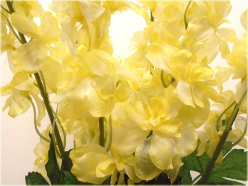 Ostróżka Królewska ŻÓŁTA rzadka odmiana Delphinium consolida yellow