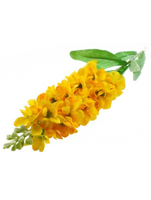 Ostróżka Królewska ŻÓŁTA rzadka odmiana Delphinium consolida yellow