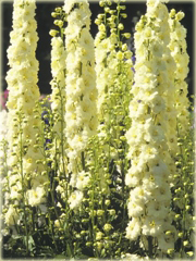 Ostróżka Królewska ŻÓŁTA rzadka odmiana Delphinium consolida yellow
