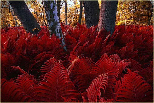 Paproć ogrodowa czerwona