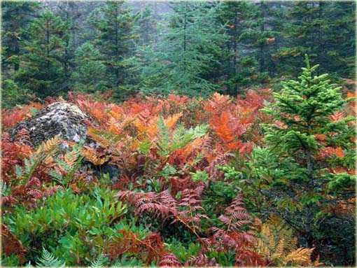 Paproć ogrodowa czerwona