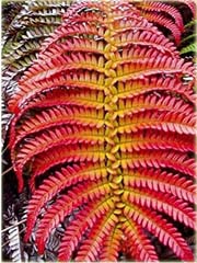 Paproć ogrodowa czerwona
