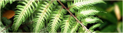 Paproć ogrodowa zielono-biała