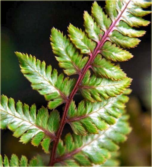 Paproć ogrodowa zielono-biała