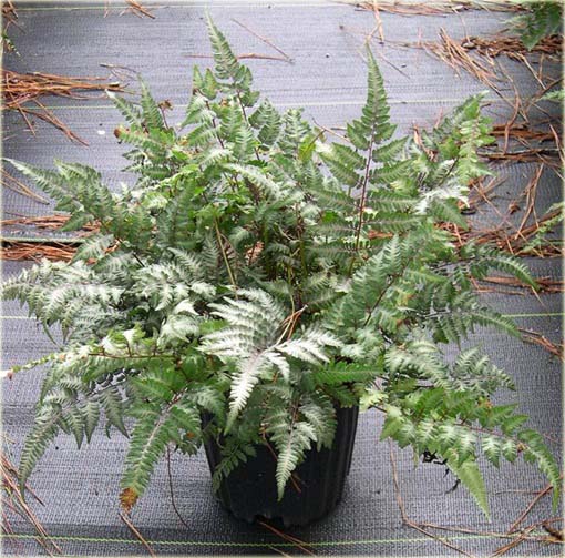 Paproć ogrodowa zielono-biała