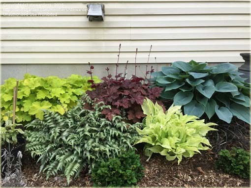 Paproć ogrodowa zielono-biała