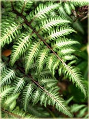 Paproć ogrodowa zielono-biała
