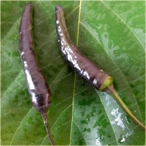 Papryka czarna Czarny Cobra, pieprzowiec NO-GMO